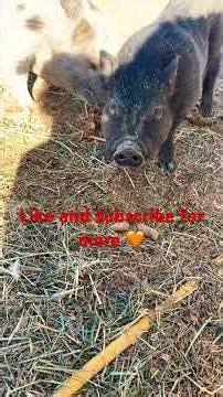 What diet? Snacking diet!!! #pig #pigfeed #babyanimals