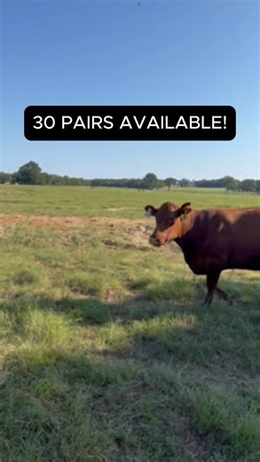 We have 30 real nice pairs available in this group. These ladies are running back with Red Angus bulls. Some are already confirmed bred! They have been completely worked, and the calves have been vaccinated also. $4,850/each pair and shipping is available! Call or text us: Bubba Rutherford: 903-388-4472 Trent Rutherford: 903-390-4325 PLEASE like or subscribe to our channel. It really helps us share the message! 🐮 Rutherford Land and Cattle, LLC is a Brick-and-Mortar entity with animals health a