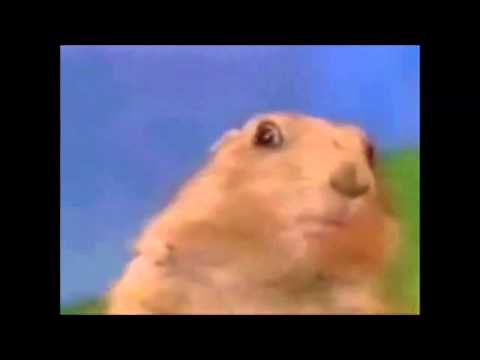 Dramatic Chipmunk vs Shocked Squirrel
