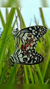 18K views · 2.3K reactions | Mobile pro photography  . •shot on @opporeno14 . #mobilephotography #mobilephoto #mobileclick #prophotographer #prophotography #mobileprophotography #photo #photooftheday #reels #trendingreels #viralreels #explore #growth #fyp #follow #comment4comment #instalike #instagram #nature #reelkarofeelkaro #trendingsongs #trendingaudio #viralsong #edit #clos_click | Rko Rohit Kol | Facebook