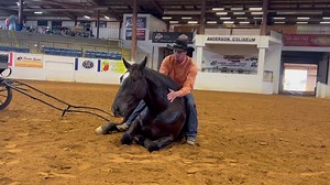 84K views · 2.6K reactions | Buckeye Acre Farm Hip#41 Buckeyes Smokey | Great American Ranch and Trail Horse Sale | Facebook