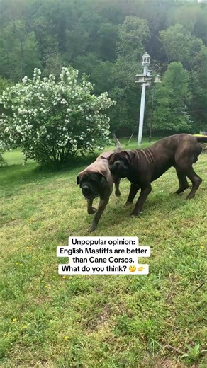 English Mastiffs are better than Cane Corsos. Prove me wrong. 😑 #canecorso #giantbreed