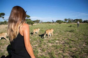 Lion Walks - Guide to Lion Walking - Pros and Cons