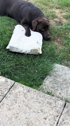 BarneyTheChocolateLab on TikTok