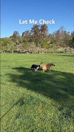 How to Train a Puppy: The Complete Guide