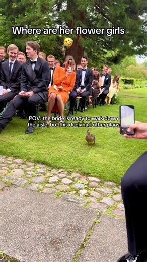 Hilarious Animal Moments at a Wedding