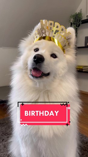 Happy birthday Yuki! #dogsoftiktok #dog #fyp #foryou #pettok #dogbirthday