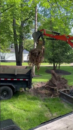 Kubota KX033-4 Loading a stump #kubota #excavator #constructionequipment #heavymachinery
