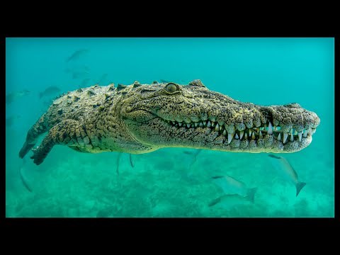 ✔ THE SALTWATER CROCODILE - Surprising Characteristics and Facts🐊The most powerful animal bite🦷