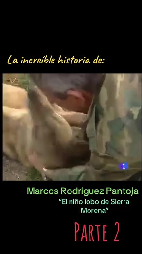 La historia de Marcos Rodriguez Pantoja “el niño lobo de Sierra Morena” parte 2 #niñolobo #lobos #lobo #salvaje #naturaleza #historias #historiasincreibles #mundo #historiadevida #curiosidades #misterio #parati #foryou #fyp #videoviral #increible #increibleperocierto