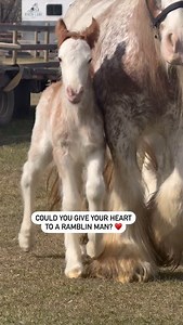 Looking for his soulmate… RLR Red Rambler is officially on the search for his person. ❤️ One of the best things about repeat breeding’s, is that we get a glimpse into the future. Rambler is the full brother to our unforgettable RLR Rhinestone Cowboy — and the resemblance is undeniable. 🤩 Same heavy flat bone. Same feather for days. Same traditional, jaw-dropping traditional Gypsy Cob. 👏 He’s already got the flash and the finish… now he just needs you. This colt isn’t just turning heads — he’s 
