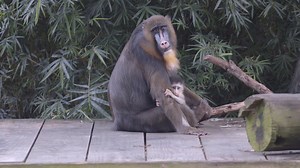 41K views · 721 reactions | Our mandrill baby has made her debut!...