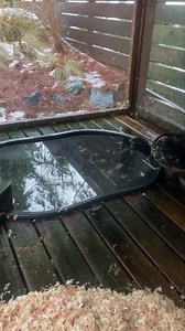 1.3M views · 1.2K reactions | I knew this was going to blow Otter’s mind 勞Poor girl, but I couldn’t help but laugh沈Their pool has started to thaw but a thick layer of ice remains under a few inches of water. She is like, what the?! Looks like water, tastes like water…mama, help!? | Dusty and Otter Duck | Facebook