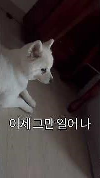 알람시간 맞춰 찾아온 산책업자(바쁜분들은 35초부터) #강아지일상 #귀여운강아지 #곰플레이어 #노견일상 #반려견일상 #스피츠 #강아지쇼츠
