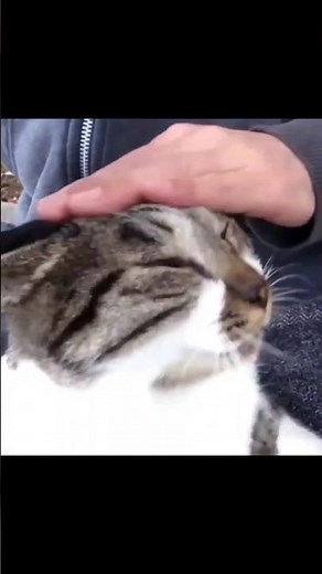[野良猫ショート]膝の上で甘えるキジ白猫が可愛すぎる！[Stray Cat Short] The cat that's affectionate on its lap is so cute!