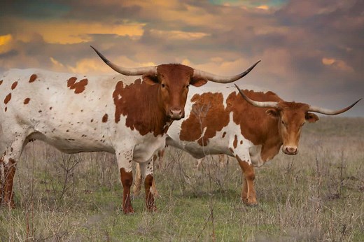 These are the 5 Largest Animals in Texas and Where You'll Find Them
