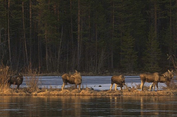 Millions tune in for 24-hour live coverage of Sweden’s epic moose migration