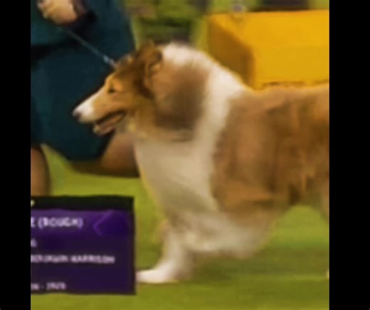 Rough Collie GIFs: A Visual Exploration of the Breed