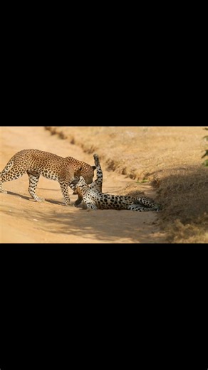 “A Rare Moment: Playful Leopards of Sri Lanka 🐆💛” | Wildlens