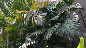 En mars, nous avons lancé la compétition de jardin d'Espace Maison. Nous sommes allés rendre visite aux finalistes qui nous ont parlé un peu de leurs jardins. Aujourd'hui, nous vous présentons Danny, habitante de Eau-Coulée. | Espace Maison