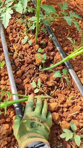 Tips to grow tomato for high yield #shorts #plantingtips