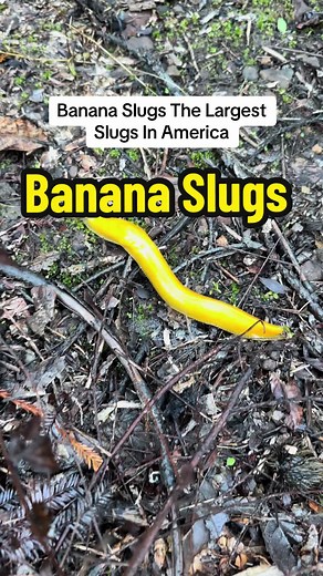 Fascinating Facts About Banana Slugs and Their Habitat