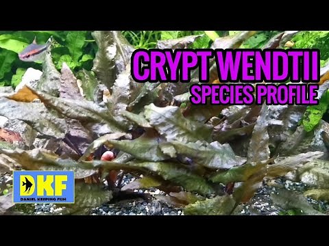 Cryptocoryne Wendtii species profile.