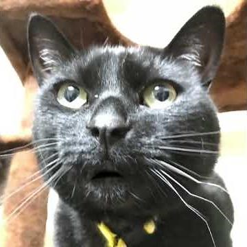 【喋る黒猫】317日目「真実を語る黒子さんを真実を語る黒猫が斬るの巻」(CV:霊感レンタルおやじ。) #黒猫 #歌う猫 #喋る猫 #猫のいる暮らし