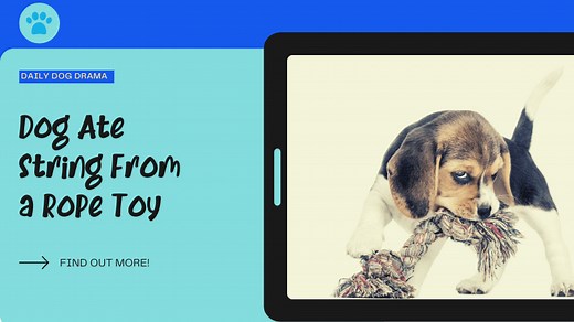 Dog Ate String From a Rope Toy [What You Should Do] - Canine Care Central
