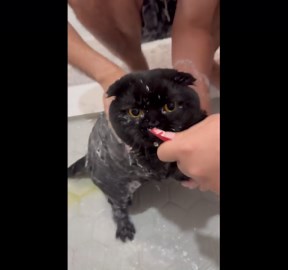 Cat turns bath cries into treat moments in Orlando, USA