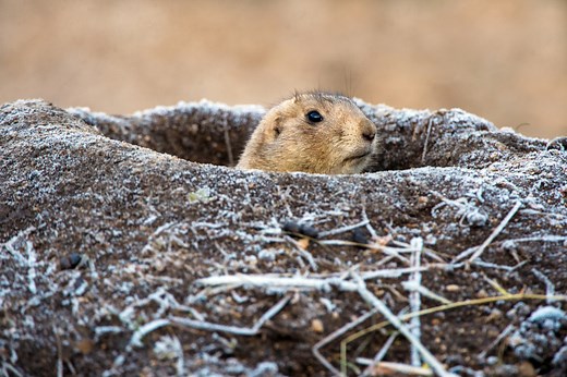 Best Types of Guns for Prairie Dog Hunting