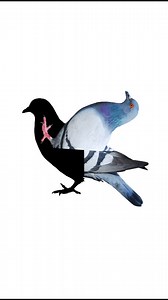 Instagram video by Sk Challenge 143 • Jun 9, 2025 at 9:44 PM