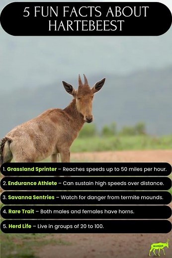 Speed. Endurance. Survival on the Open Plains. - 5 Hartebeest Fun Facts
