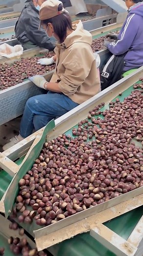 22K views · 95 reactions | From farm to factory—every chestnut tells a story  #chestnutharvest #farmwork #factorylife #naturetoyou #hardworkpaysoff #fypシ #reels #viralreels | GreenFields Hub | Facebook