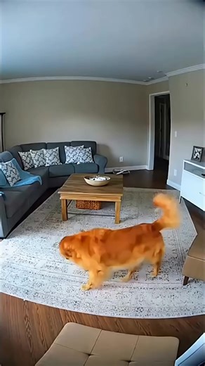 🍿 This Dog Waited by the Door Every Day at 2 PM 💔🐕 | dog