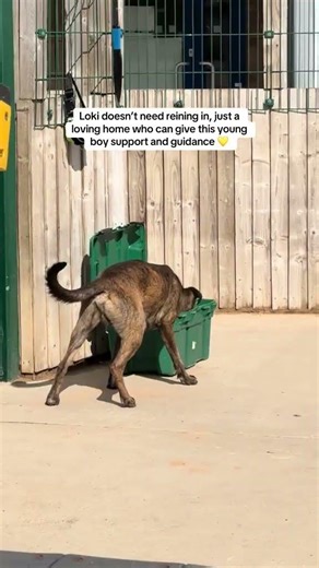 Loki is looking for an active home! | Dogs Trust