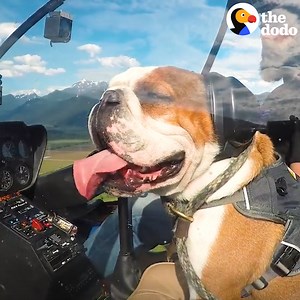This bulldog has so many irrational fears, and his parents indulge them all. But he actually feels most safe flying in his dad's helicopter! | The Dodo
