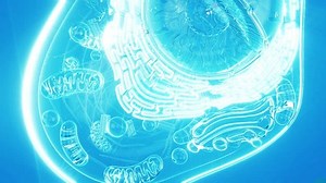 Conceptual animation of the biological cell and the mitochondria