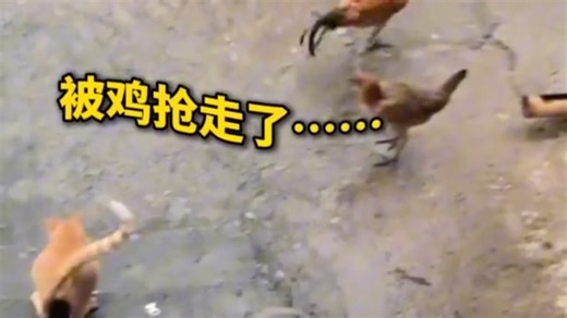 主人丢出去的鱼被鸡抢走 猫咪委屈地向主人告状 猫咪：麻麻 赶快炖了它吧