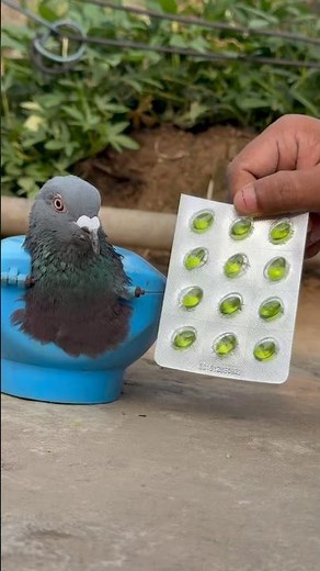How to Restore a Sick Pigeon’s Health with Proper Medication | Complete Care Guide for Bird Lovers