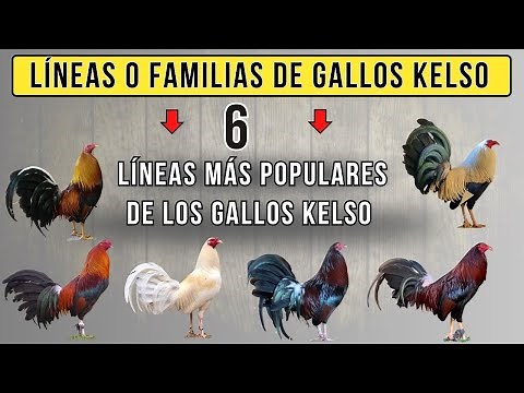 6 mejores Líneas o familias de de gallos Kelso