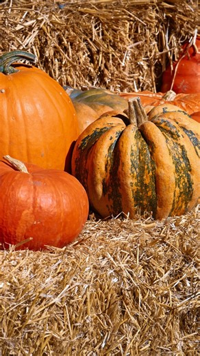 La Jolla is feeling festive! How are you celebrating Halloween this year? 🎃 _ #LaJollaLiving #LivingMagazine #LaJollaCalifornia #LaJollaSanDiego #SanDiegoLocals | La Jolla Living Magazine