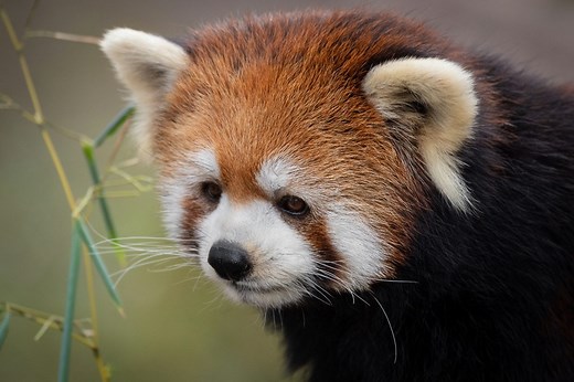 Pourquoi le panda roux est en voie de disparition ?