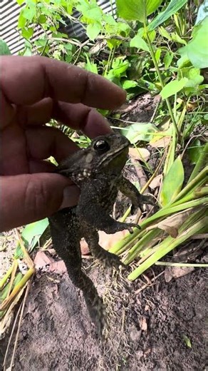 Cute Sound Toad #Toad #frog #animals