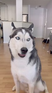 15K views · 494 reactions | Husky  Moon  #cute #fpy #viralreelsfb #AmaZing #animal #dog #fox #wildlife #dogmovie #smartdog | Huskymoon | Facebook