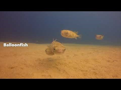 A Fish Identification Guide for Cabo San Lucas