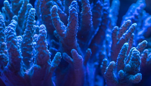 7 Projects That Are Restoring Coral Reefs by 3D Printing Them - 3DPrint.com | Additive Manufacturing Business