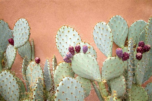 Dermatologists Are Raving About Prickly Pear Oil For Your Skin—Here's What Makes It So Beneficial