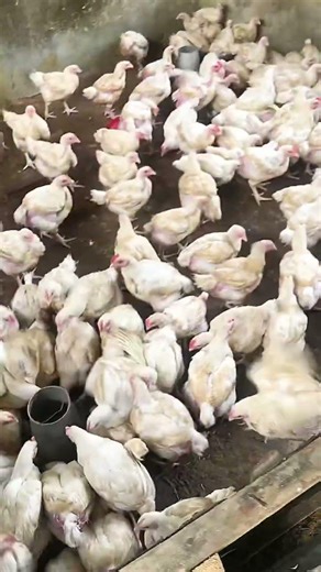 How to rear chicken #foryou #chicken #viralvideo #motivation