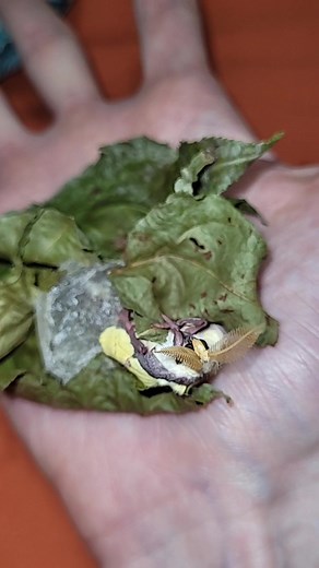 Witness the Incredible Emergence of a Luna Moth